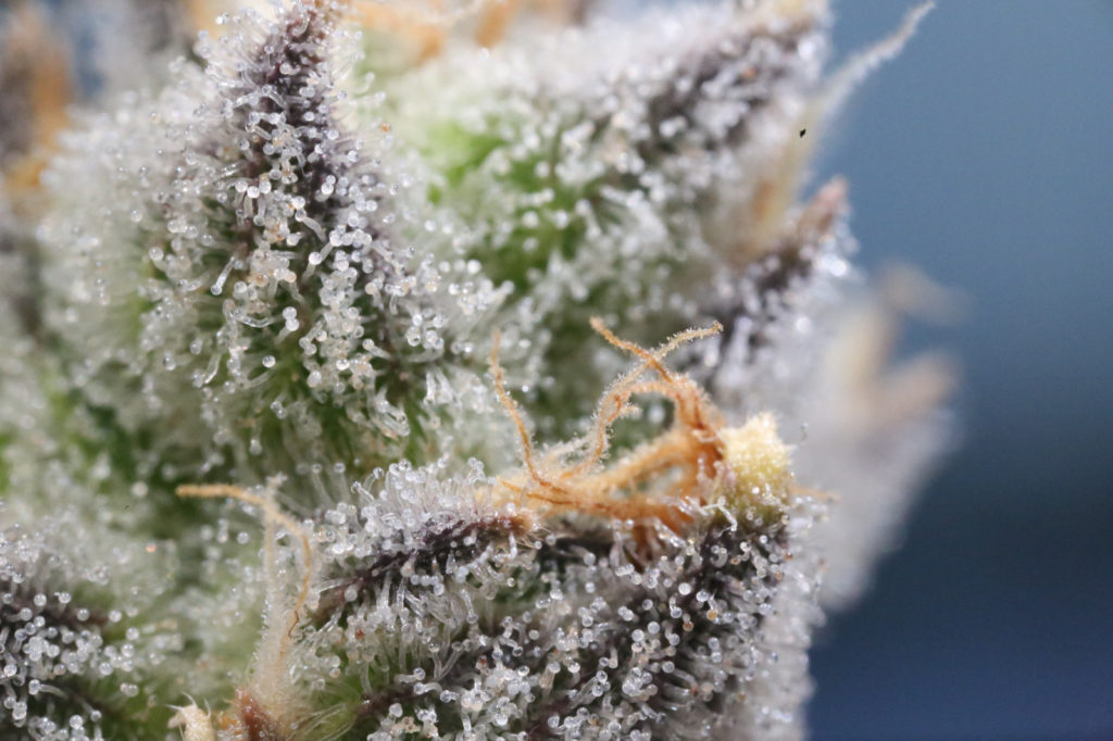 trichomes zoom